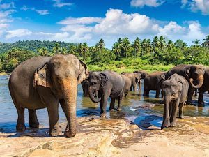 Vista panorámica de un paisaje natural en Sri Lanka con vegetación exuberante y colinas