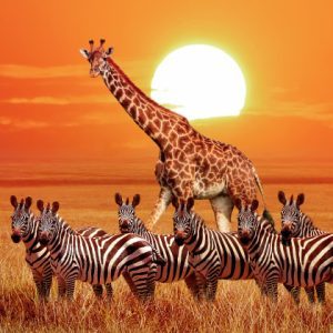 Paisaje de Tanzania con fauna salvaje y naturaleza impresionante