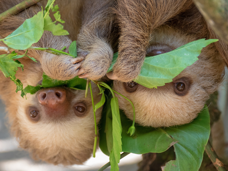 Two sloths hanging from tree in Costa Rica