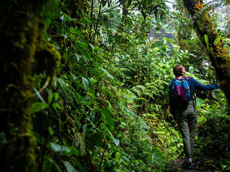 backpacker girl walks through dense jungle in monteverde cloud forest, Costa Rica; walk through fairy tale, magical tropical rainforest; wild nature of Costa Rica